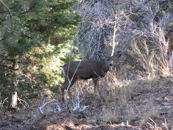 Description: Description: C:\JD Stuff\Web Documents\southwest\grand_canyon15.jpg
