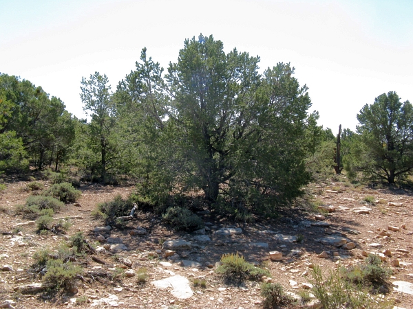 Description: Description: Description: C:\JD Stuff\Web Documents\southwest\grand_canyon4.jpg
