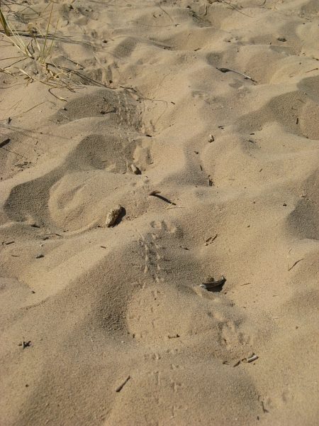 Description: Description: C:\JD Stuff\Web Documents\southwest\mojave18.jpg