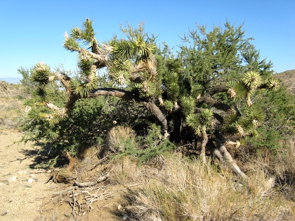Description: Description: C:\JD Stuff\Web Documents\southwest\mojave8.jpg