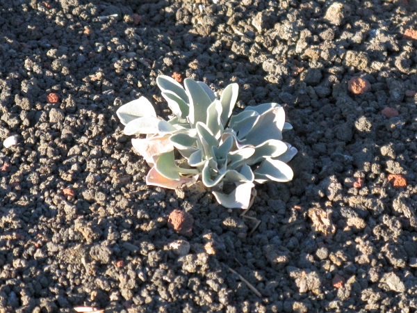Description: Description: C:\JD Stuff\Web Documents\southwest\sunset_crater4.jpg